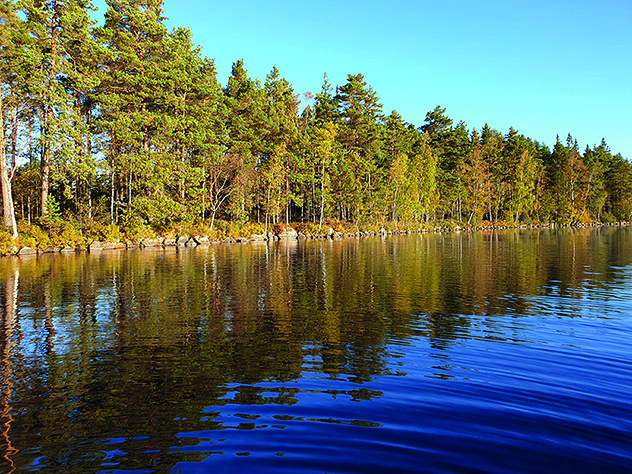 Bilden visar granar i solljus som står längst med ett vattenbryn.